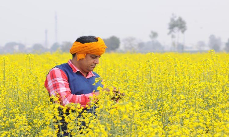 Mustard-flowers-farmer
