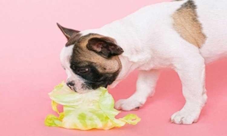 Budget-should-be-pet-friendly