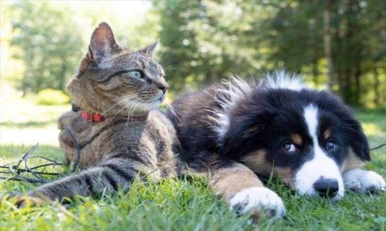 healthy-pet-dogs-cats