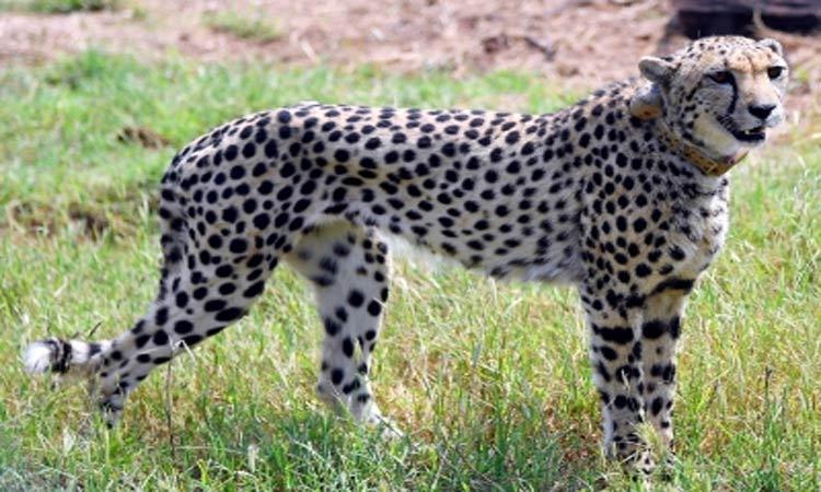 Namibian-cheetah-Sasha