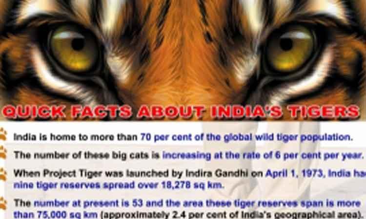 Tiger Population