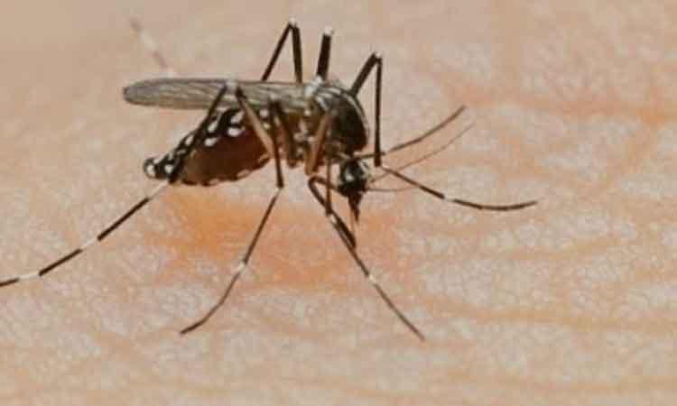dengue-Virus