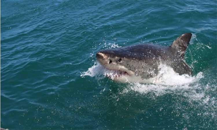 white sharks-swimming