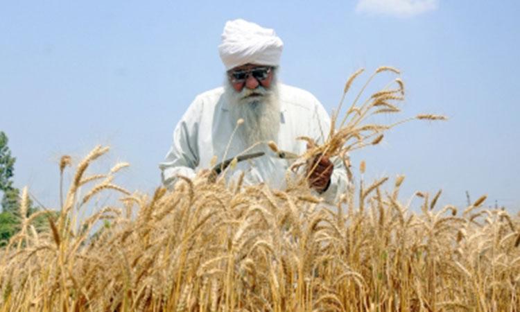 Wheat-Crop