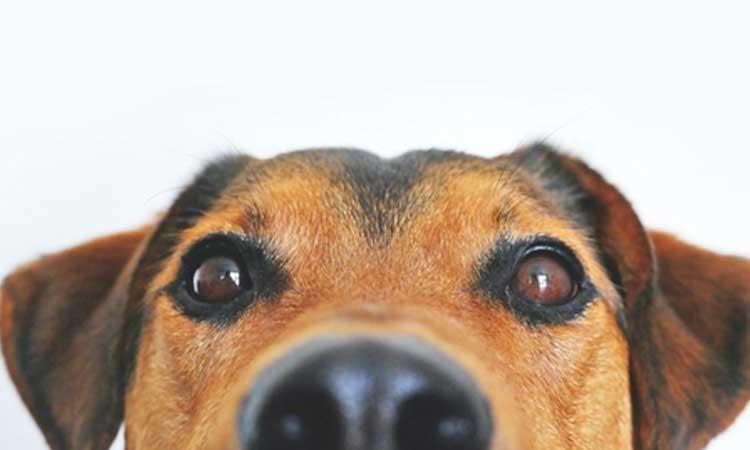 The-risks-of-dehydration-in-pets