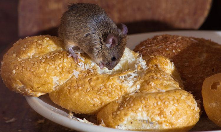Indian-origin-food-firm-owner-in-UK-fined-7K-pound-after-mice-droppings-found-in-store