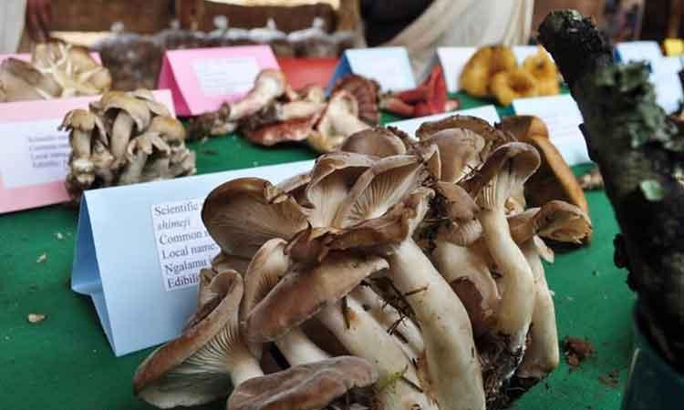 Mushroom-Festival