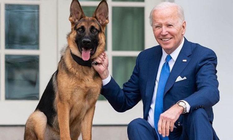 Joe-Biden-Dog