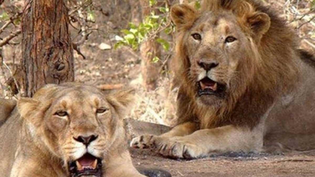 Suspension of Senior Tripura Forest Official Amid Naming Dispute of Lion Pair as 'Akbar' & 'Sita'