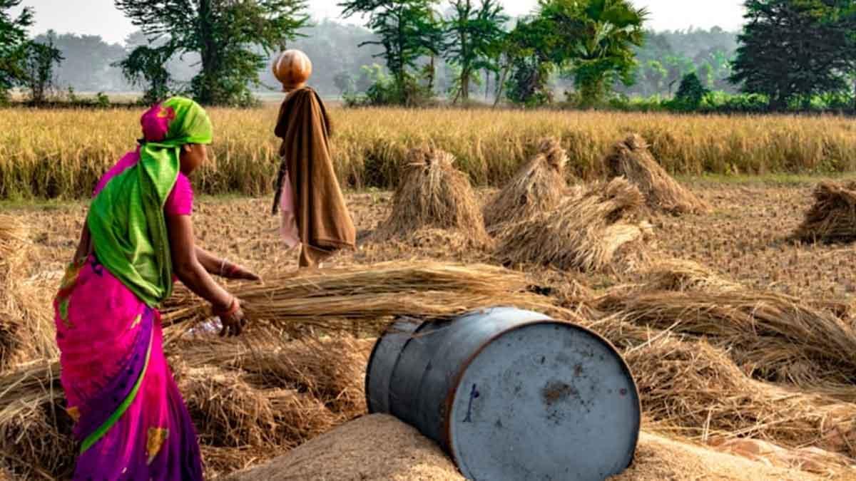 US Senators Raise Concerns Over Indian Wheat and Rice Subsidies; USTR Highlights Enhanced Market Access
